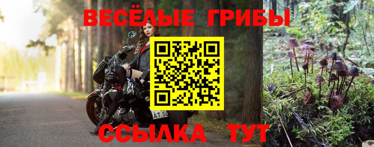 Галлюциногенные грибы Psilocybe Видное